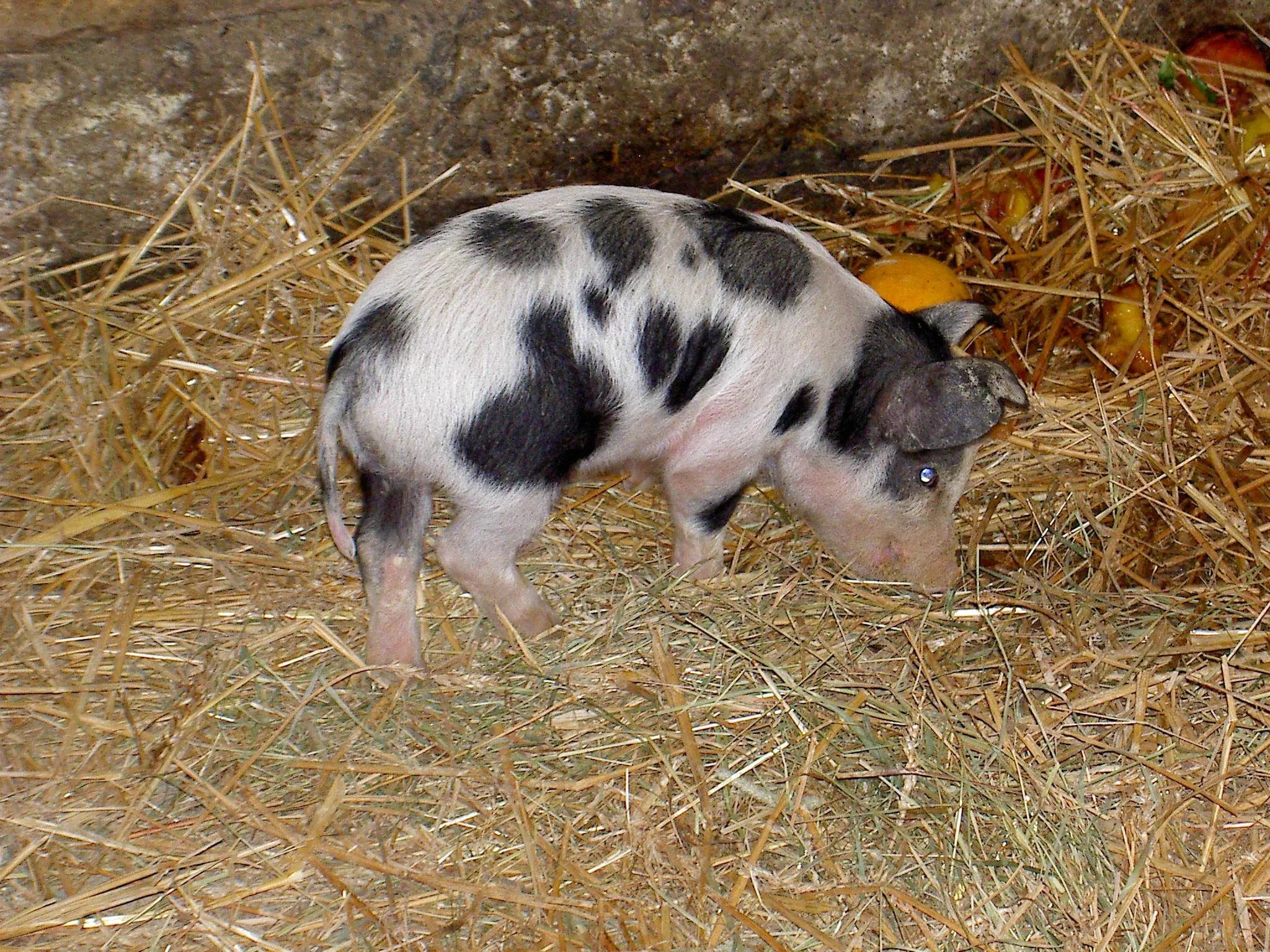 Turopolje piglets at the former Wildpark Elfenberg in Mautern